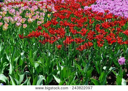 Skagit Valley Tulip Festival Mt  Vernon Wa