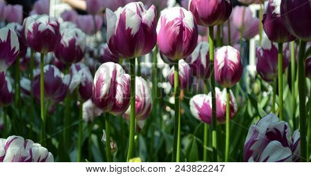 Skagit Valley Tulip Festival Mt  Vernon Wa