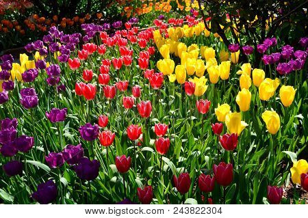 Skagit Valley Tulip Festival Mt  Vernon Wa