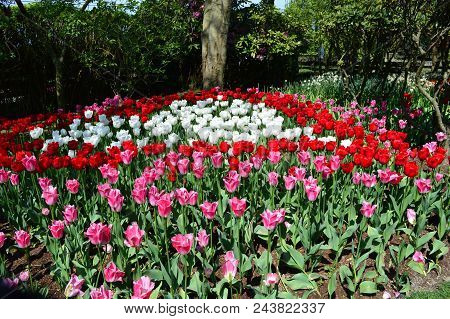 Skagit Valley Mount Vernon Tulip Display Garden