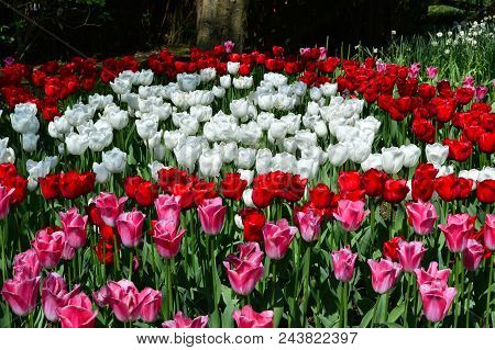 Skagit Valley Mount Vernon Tulip Display Garden