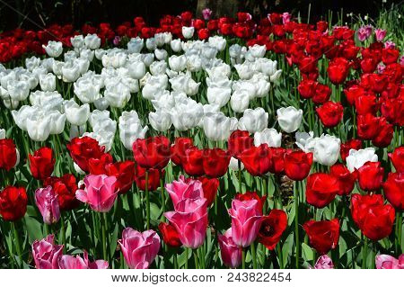 Skagit Valley Tulip Display Garden