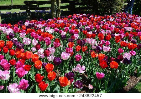 Skagit Valley Tulip Display Garden