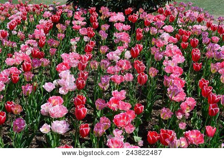 Skagit Valley Tulip Garden