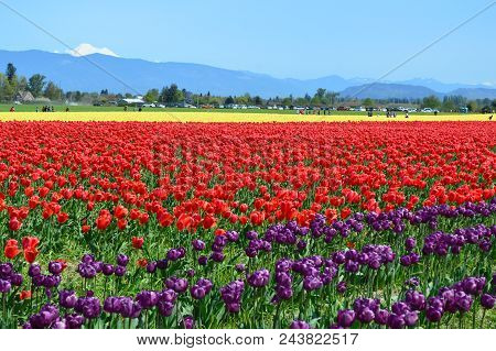 Skagit Valley Tulip Festival