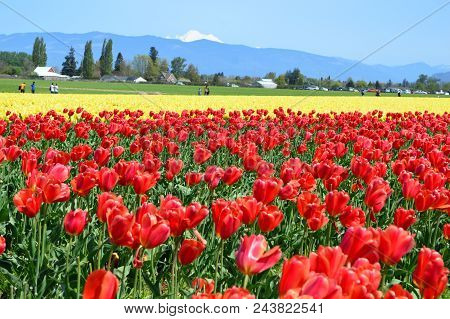 Tulips In The Skagit Valley