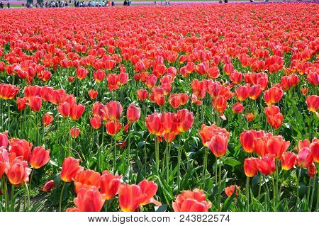 Red Tulips In The Skagit Valley