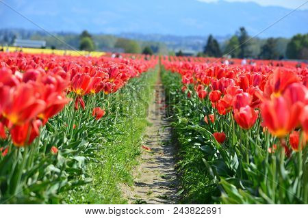 Red Tulips In Skagit Valley Bulb Farm