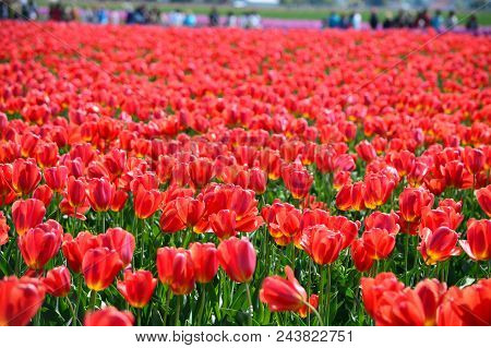Red Tulips In Skagit Valley Bulb Farm