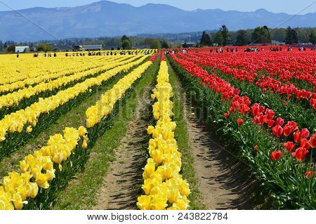Skagit Valley Tulip Festival In Full Bloom