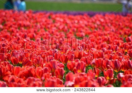Tulip Festival In Mount Vernon