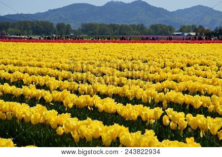 Skagit Valley Tulip Festival In Full Bloom