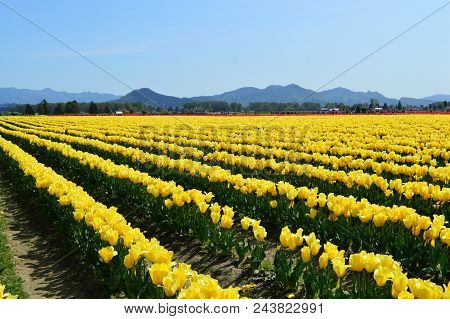 Yellow Tulips In Skagit Valley