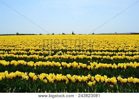 Yellow Tulips In Skagit Valley Tulip Festival