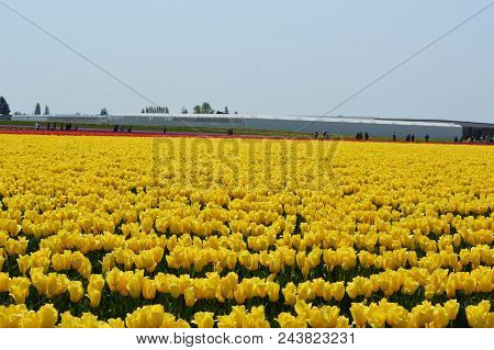 Skagit Valley Yellow Tulips