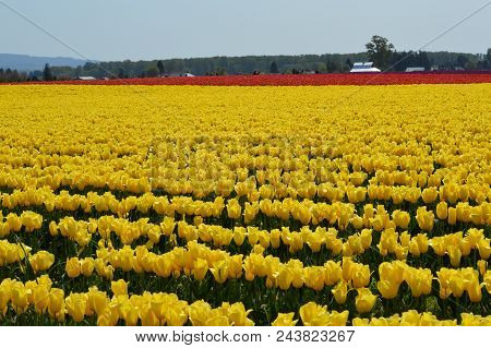 Skagit Valley Yellow And Red Tulips