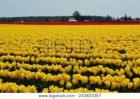 35Th Annual Skagit Valley Tulip Festival
