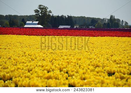 Annual Skagit Valley Tulip Festival