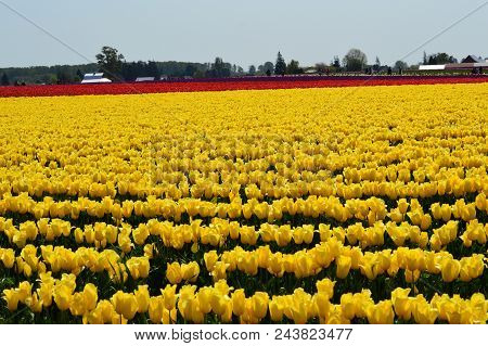 Welcome Spring At The Skagit Valley Tulip Festival