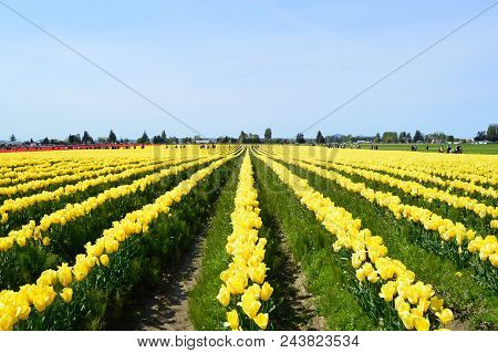 A Visit To La Conner Wa And Skagit Valley Tulip Festival