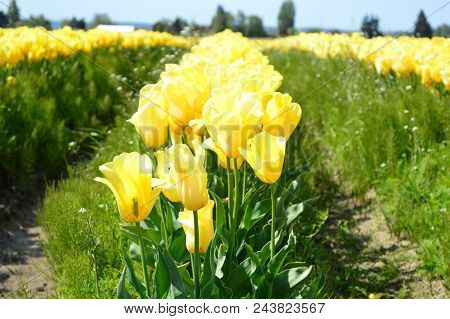 Skagit Valley Agriculture