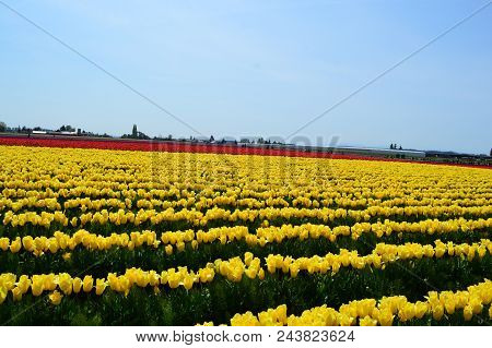 Spring Colors In Skagit Valley