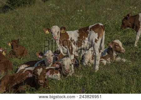 Cows With Brown Head On Green Meadow In Krkonose Mountains