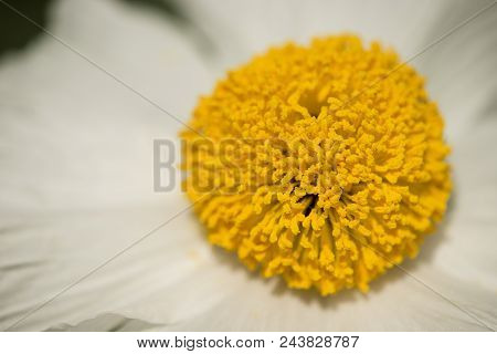 Details Of California Tree Poppy Flowers, Romneya Coulteri.