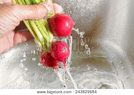Washing Vegetables, Human Hand Holding A Bunch Of Radishes Under Running Water, Copy Space, Selected