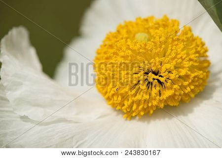 Details Of California Tree Poppy Flowers, Romneya Coulteri.