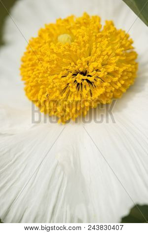 Details Of California Tree Poppy Flowers, Romneya Coulteri.