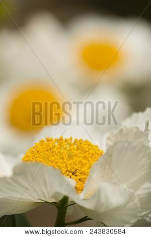 Details Of California Tree Poppy Flowers, Romneya Coulteri.