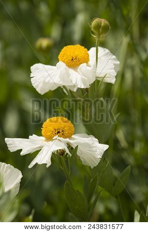 Details Of California Tree Poppy Flowers, Romneya Coulteri.