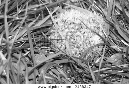 Paardebloem zaden In gras