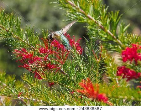 Anna's Hummingbird (calypte Anna)