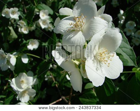 Jasmine, Yasmine Is A Genus Of Shrubs And Vineyards In An Olive Family Oleaceae . The Honey Bee Coll