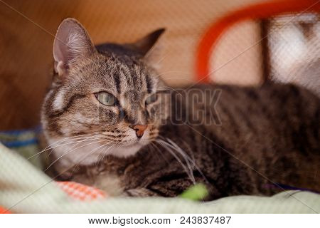 Close-up Of Siberian Cat Without Persian Admixture, Long Coat, Brown Earth Color.