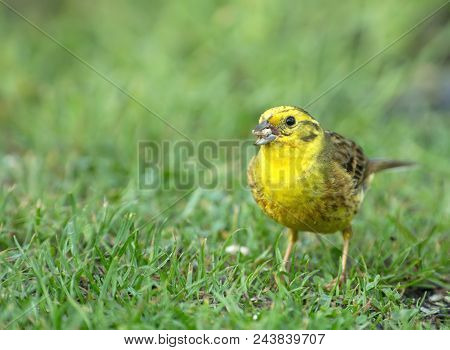 Male Of Yellowhammer (emberiza Citrinella) On Beautiful Green Grass In Spring, Eats Spilled Sunflowe