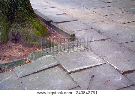 Strong Old Tree Roots. Paving Fragment. Grey Background. Power Of Tree Roots.