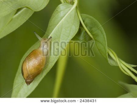 สวนหอยทาก (เกลียว Aspersa)