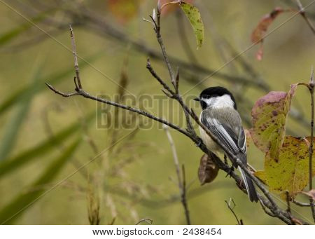 Poecile atricapillus (Parus Atricapillus)