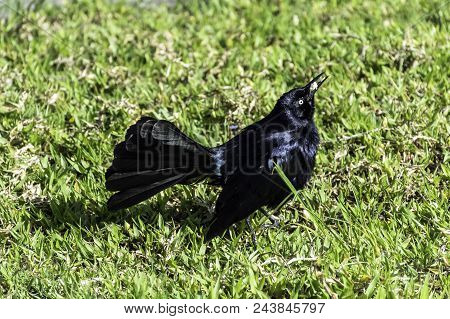 The Greater Antillean Grackle (quiscalus Niger) - Varadero, Cuba