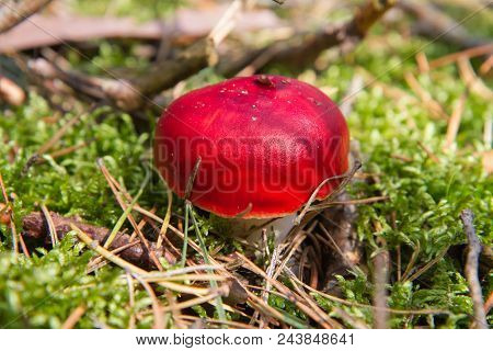 The Sickener (russula Emetica) - Poisonous Mushroom