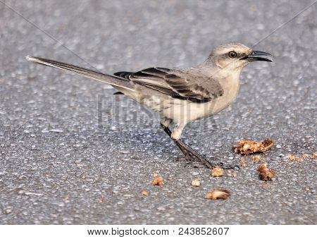 The Tropical Mocking Bird Of South America