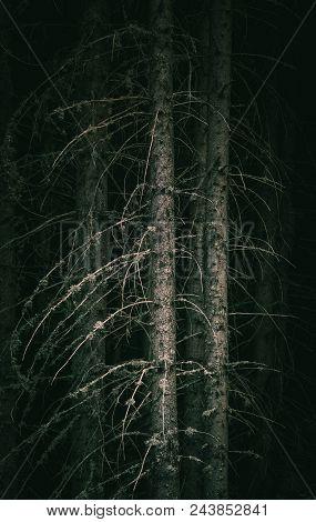 Pine Dark Night Creepy Forest Boondocks. Photo Depicting Dark Misty Pine Tree Backwoods.