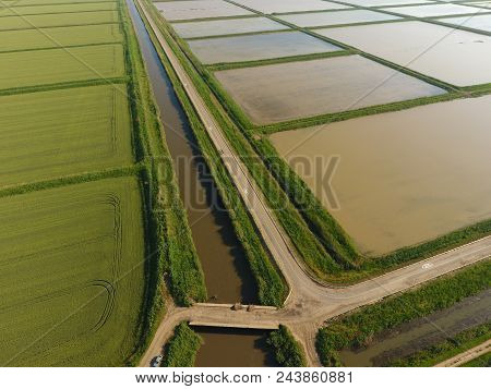 The Rice Fields Are Flooded With Water. Flooded Rice Paddies. Agronomic Methods Of Growing Rice In T
