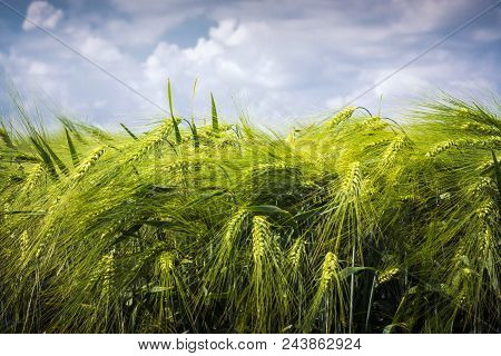 Set Of Spinous Ears On The Background Of Fluffy Clouds