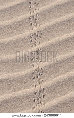 Close Up Of Sand Dune With Traces In Socotra Island, Yemen