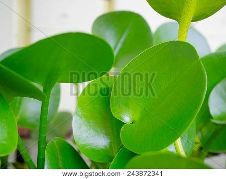 (close Up) Hydrocleys Nymphoides Aquatic Plant. ( Beauty In Nature)