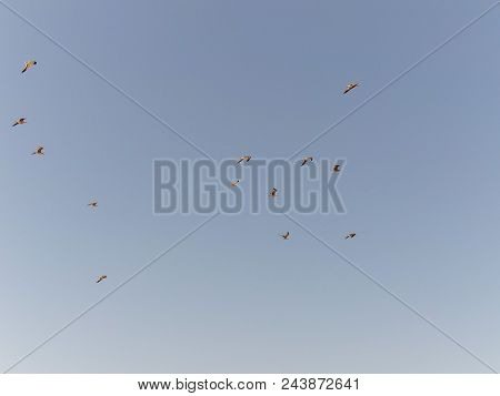 A Flock Of Seagulls Lifts The Flight On The Beach Of Valdovino
